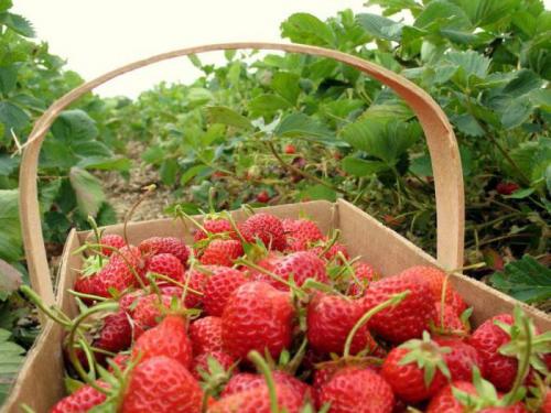 Репешок обыкновенный народные рецепты. Что лечит: показания и инструкция к применению лекарственного растения 13