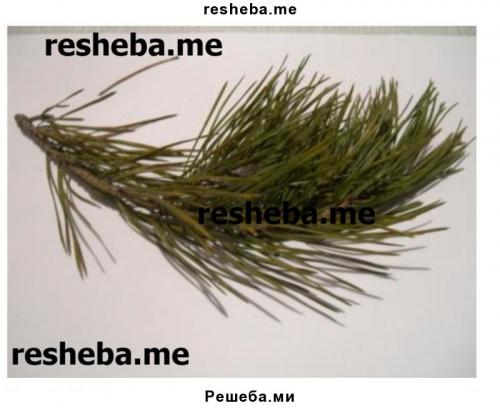 Репешок обыкновенный народные рецепты. Что лечит: показания и инструкция к применению лекарственного растения 04