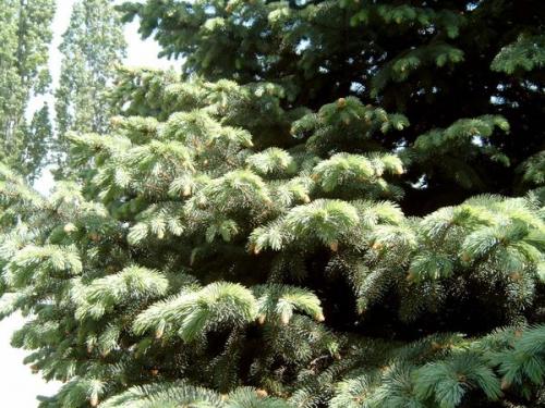 Побег ели. Хвойное отделение природной больницы