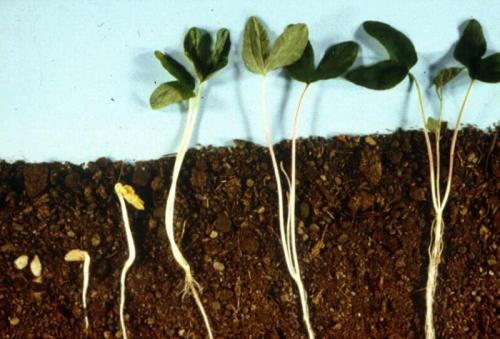 Репешок обыкновенный народные рецепты. Что лечит: показания и инструкция к применению лекарственного растения 11