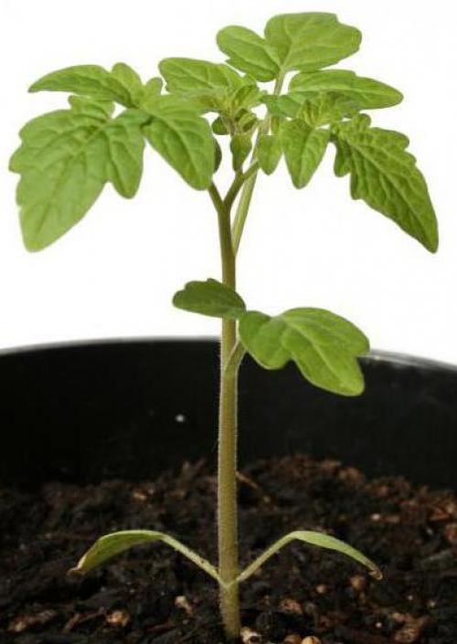 Репешок обыкновенный народные рецепты. Что лечит: показания и инструкция к применению лекарственного растения 10