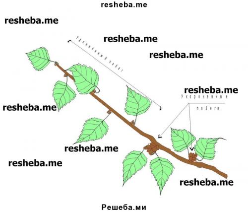 Репешок обыкновенный народные рецепты. Что лечит: показания и инструкция к применению лекарственного растения 01