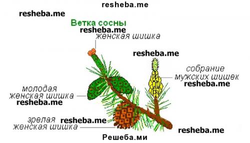 Репешок обыкновенный народные рецепты. Что лечит: показания и инструкция к применению лекарственного растения 06