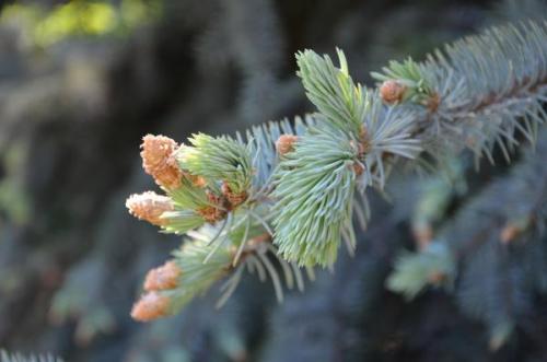 Побег ели. Хвойное отделение природной больницы