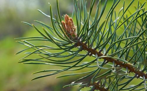 Укороченный побег сосны. Хвоинки сосны