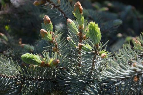Побег ели. Хвойное отделение природной больницы