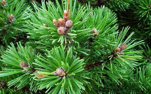 Укороченный побег сосны. Хвоинки сосны
