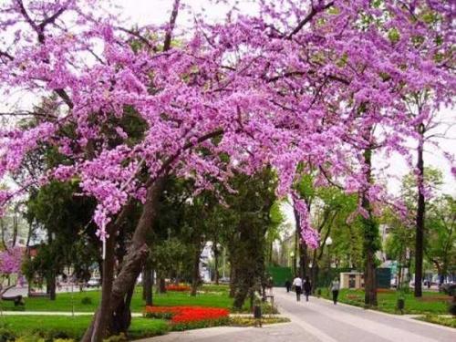 Экология краснодар. Автотранспорт 02