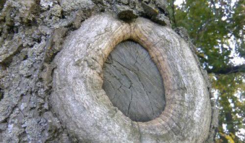 Чем замазывать срезы плодовых деревьев. Замазка ран