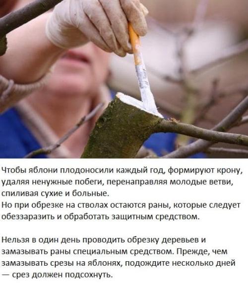 Чем замазать срезы на груше. Сроки обработки пеньков на плодовых деревьях