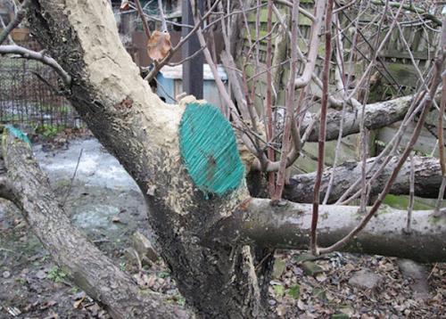 Какие нюансы следует учитывать при сборе грибов для дальнейшей классификации 05