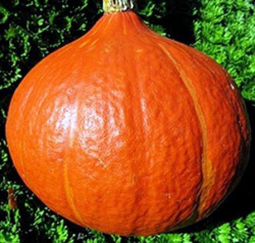 Подготовка почвы под землянику. КАКИЕ РАБОТЫ НУЖНО ПРОВЕСТИ НА СТАРЫХ КЛУБНИЧНЫХ ГРЯДКАХ В АВГУСТЕ – СЕНТЯБРЕ 05