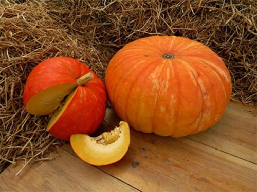 Сорт зеленая тыква. Популярные сорта мускатной тыквы