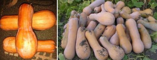 Сорт зеленая тыква. Популярные сорта мускатной тыквы