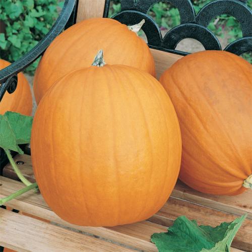 Сорт зеленая тыква. Популярные сорта мускатной тыквы