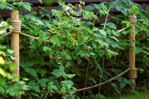 Как подвязать малину правильно легко быстро. Зачем подвязывать малину?