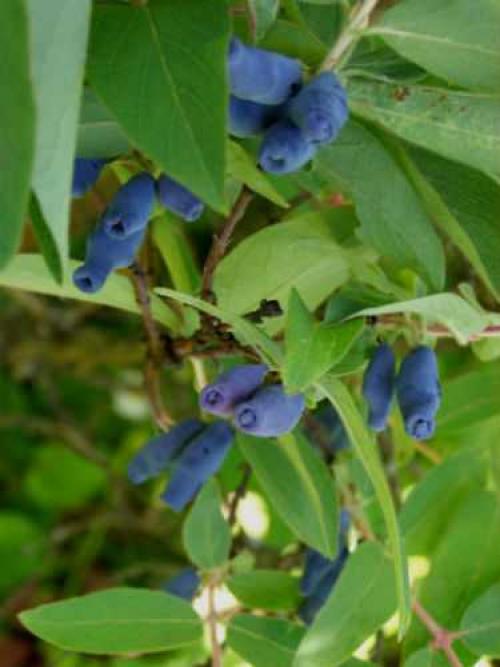 Стоит ли покупать алюминиевые радиаторы. ТОП-15 лучшие алюминиевые радиаторы отопления: рейтинг, какие выбрать и купить, характеристики, отзывы, плюсы и минусы 04