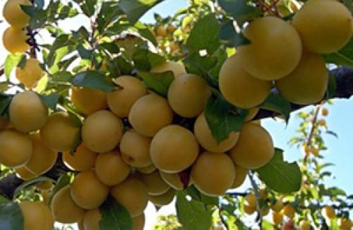 Стоит ли покупать алюминиевые радиаторы. ТОП-15 лучшие алюминиевые радиаторы отопления: рейтинг, какие выбрать и купить, характеристики, отзывы, плюсы и минусы 07