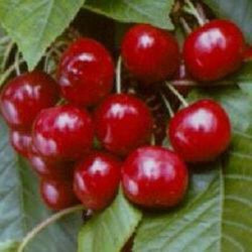 Стоит ли покупать алюминиевые радиаторы. ТОП-15 лучшие алюминиевые радиаторы отопления: рейтинг, какие выбрать и купить, характеристики, отзывы, плюсы и минусы 03