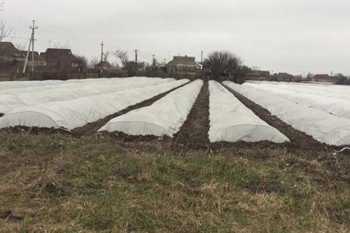 Как спасти картофель от заморозков. Защита картофеля от заморозков