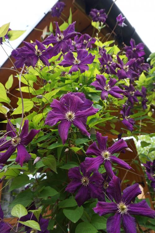 Какие растения и цветы можно использовать для украшения крыльца частного дома. Вьющиеся