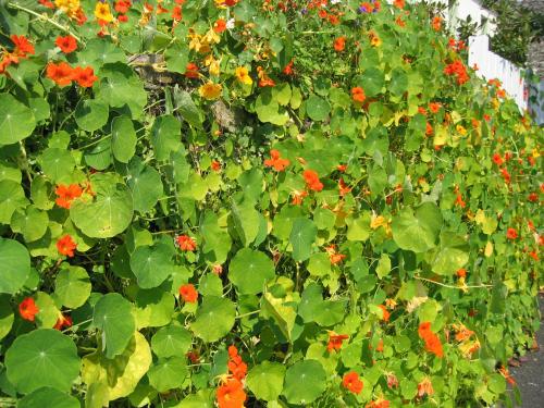 Какие растения и цветы можно использовать для украшения крыльца частного дома. Вьющиеся