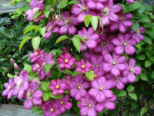 Какие растения и цветы можно использовать для украшения крыльца частного дома. Вьющиеся