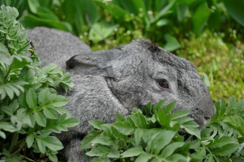 Антонов-агро круглик озеро. Про компанію